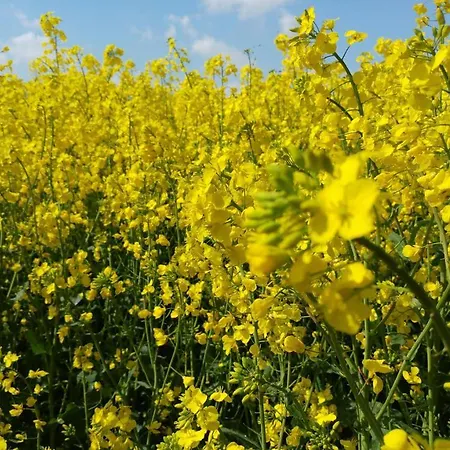 Kloenstieg Vakantiehuis Maasholm